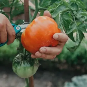 Wie kann man Tomaten ernten?
