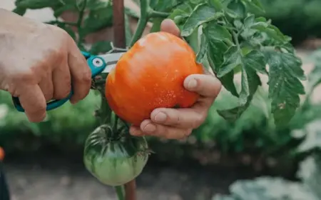 Wie kann man Tomaten ernten?