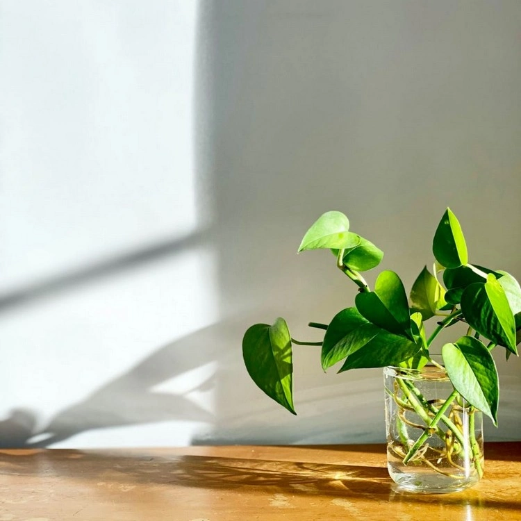 Wie können Sie Hortensien im Wasserglas vermehren