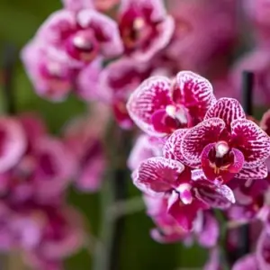 Wie lange blühen Orchideen, ist von der Sorte abhängig