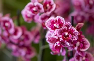 Wie lange blühen Orchideen, ist von der Sorte abhängig