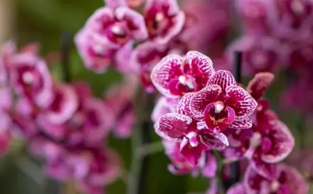 Wie lange blühen Orchideen, ist von der Sorte abhängig