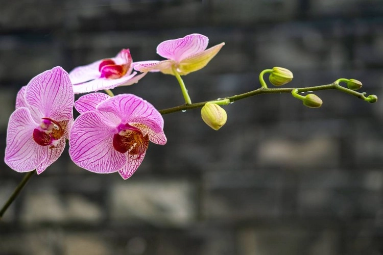Wie lange blühen Orchideen und wie Sie die Blütezeit verlängern können