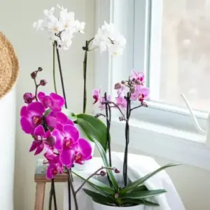 Wie oft Orchideen gießen und welches Wasser