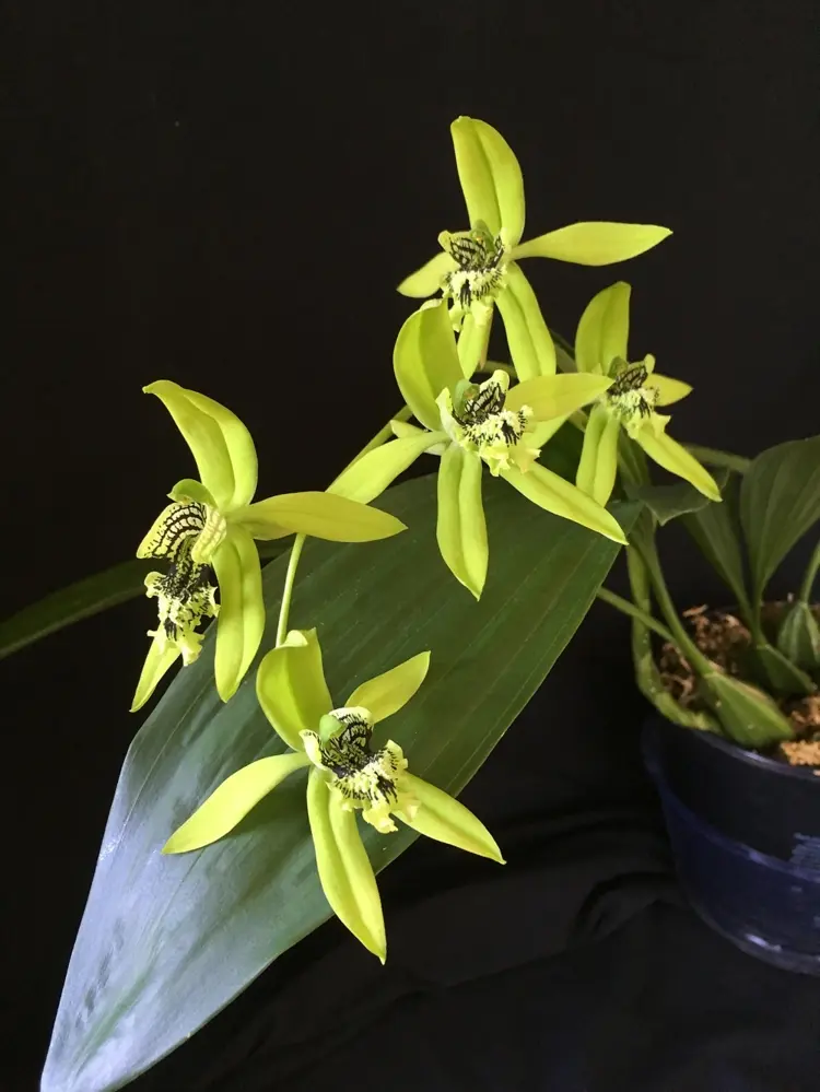 Wie oft und wann Orchideen düngen - Welcher Dünger ist am besten geeignet