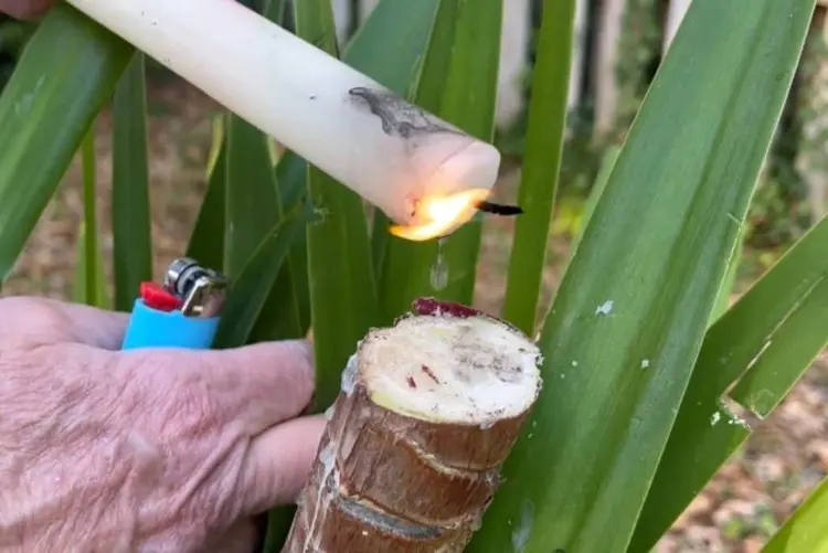 Yucca Palme Wunde verschließen mit Wachs