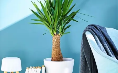 Yucca Palme schneiden Anleitung und Tipps