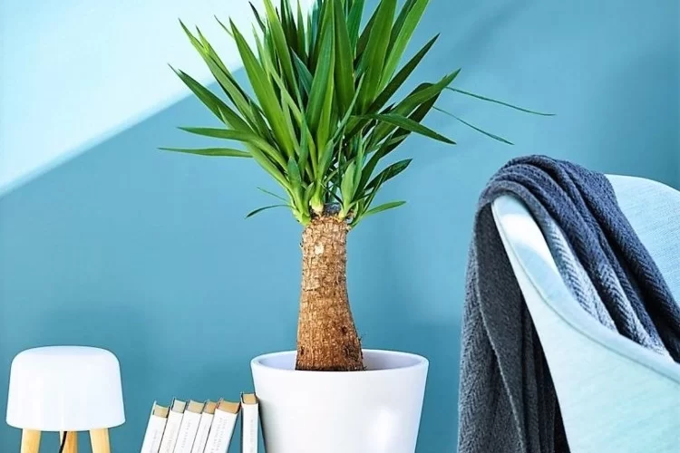 Yucca Palme schneiden Anleitung und Tipps