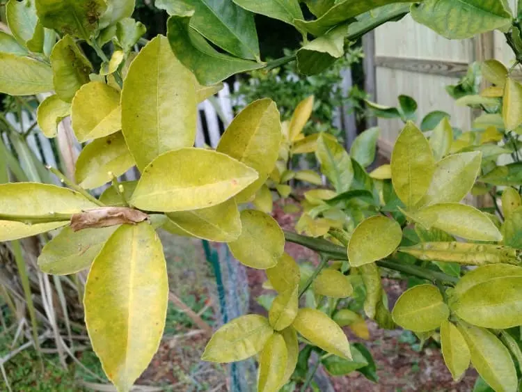 Zitronenbaum bekommt gelbe Blätter mögliche Ursachen