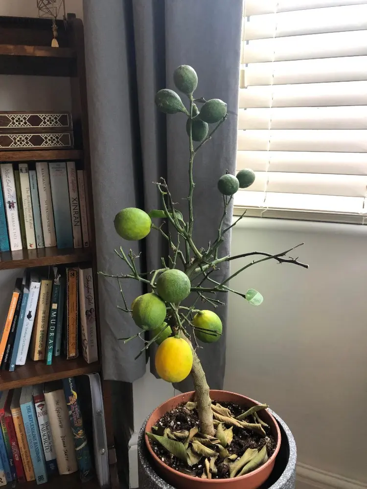 Zitronenbaum hat alle Blätter verloren wie retten