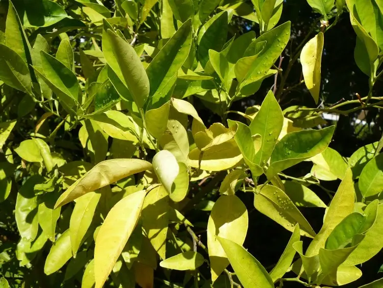 Zitronenbaum hat gelbe Blätter eingerollt wegen Trockenheit