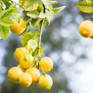 Zitronenbaum hat gelbe Blätter mögliche Ursachen