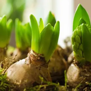 Zwiebelblumen im Herbst Hyazinthen pflanzen