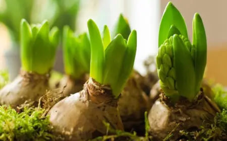 Zwiebelblumen im Herbst Hyazinthen pflanzen