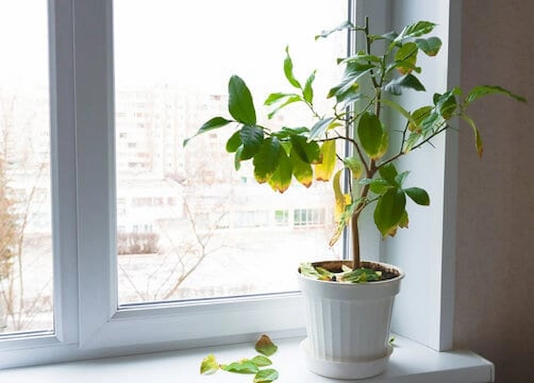 abgefallene blätter von zimmerpflanze neben fenster bei überdüngung oder schlechten lichtverhältnissen