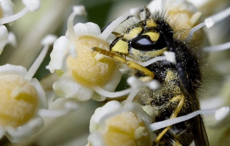 ähnlich der honigbiene bestäuben wespen blumen durch transportieren von pollen auf der behaarung