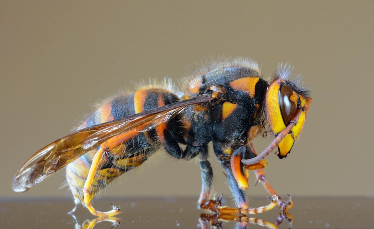 asiatische riesenhornisse und bei hornissenstich was tun gegen allergischen schock oder lebensbedrohung