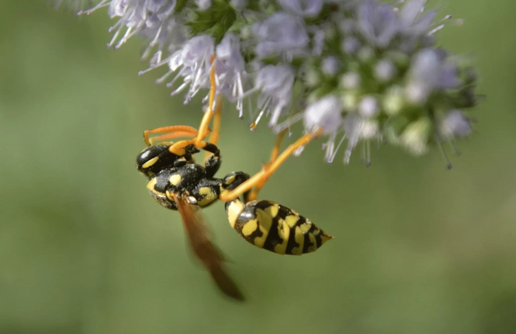 bei bestäubung von blumen können wespen weniger polen als bienen tragen und trotzdem nützlich sein