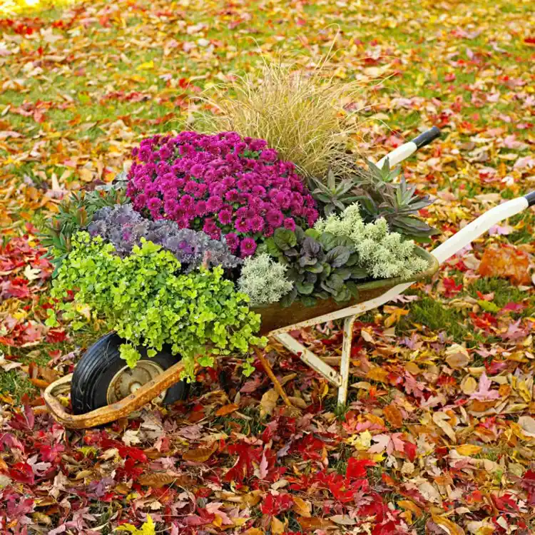 blühende Herbstpflanzen für Garten und Gräser und Blattschmuckstauden