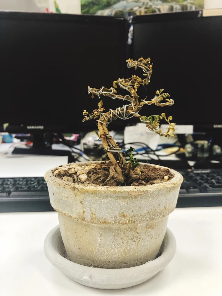 bonsaidünger übermäßig verwenden und pflanze im büro austrocknen lassen bei salzablagerungen
