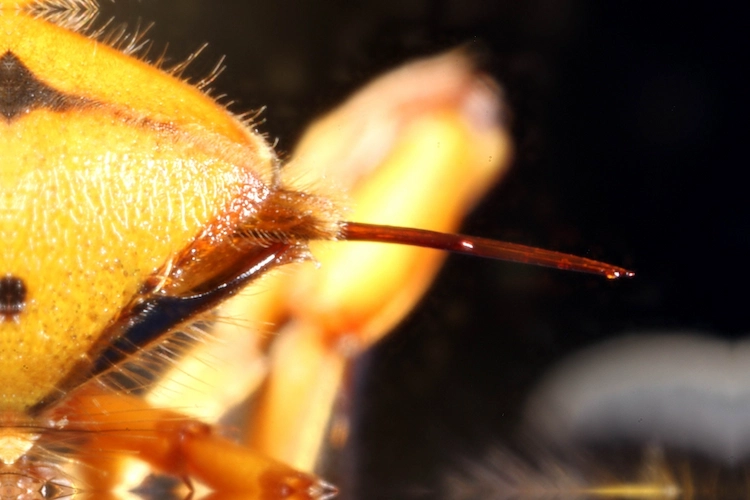 der stachel einer hornisse enthält gift und der insekt im gegensatz zur biene mehrmals stechen