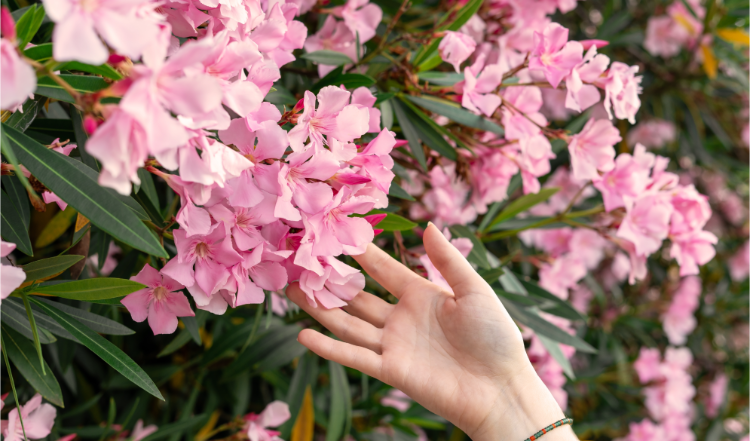 die hand einer frau berührt oleanderblüten