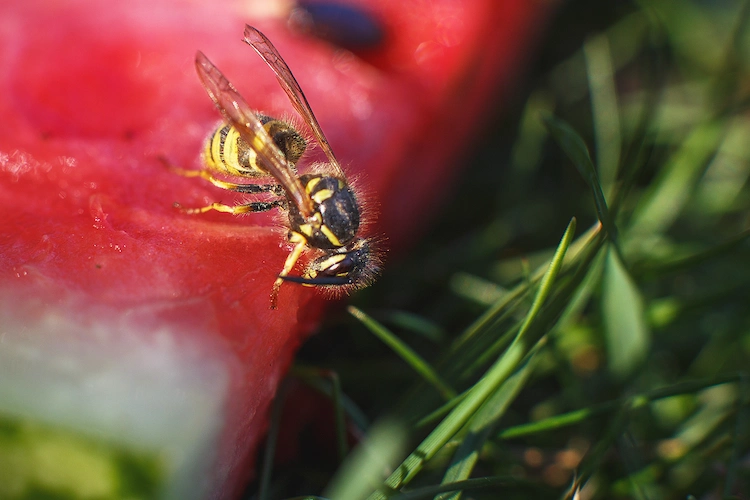 ein stück wassermelone im garten für wespen stellen und ihre population fördern