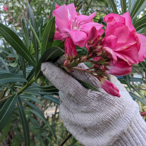 eine person, die einen gartenhandschuh trägt, hält einen zweig einer oleanderpflanze