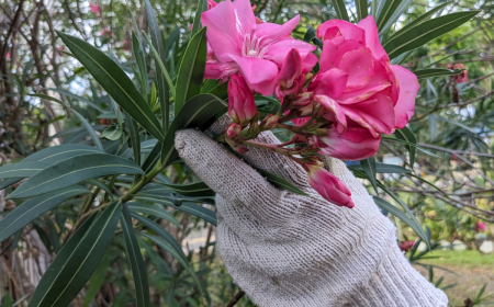 eine person, die einen gartenhandschuh trägt, hält einen zweig einer oleanderpflanze