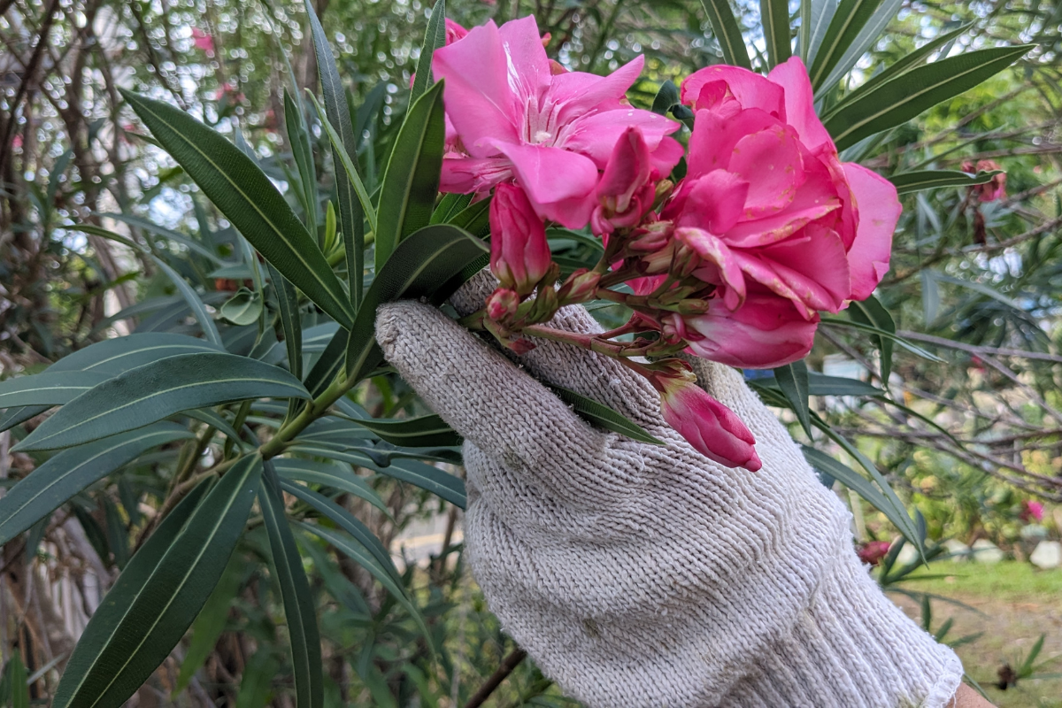 eine person, die einen gartenhandschuh trägt, hält einen zweig einer oleanderpflanze