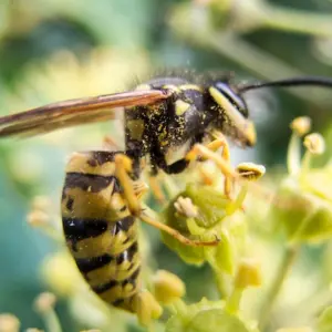 eine wespe fliegt von blüte zu blüte und überträgt pollen auf ihren leicht behaarten körper