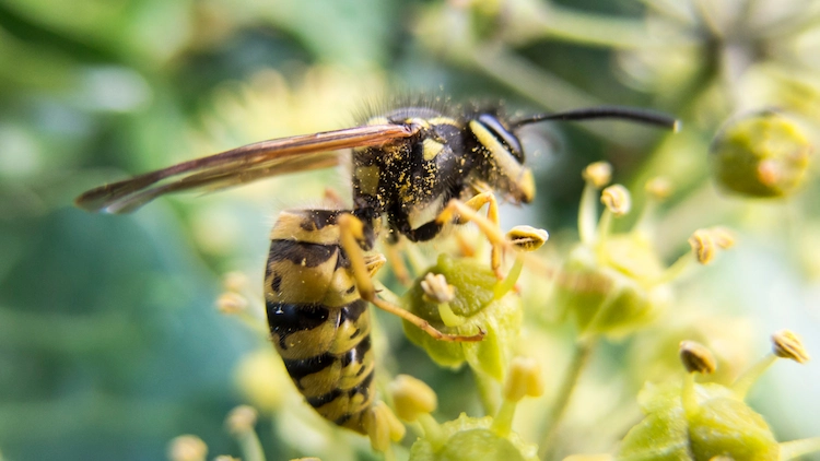eine wespe fliegt von blüte zu blüte und überträgt pollen auf ihren leicht behaarten körper