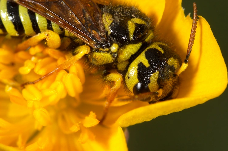 ernährung von wespe in gelber blüte beim saugen von nektar aus der pflanze
