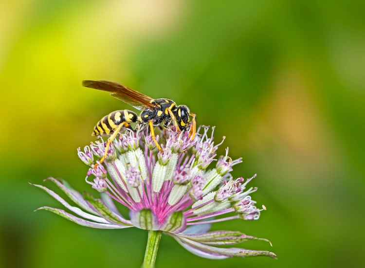 europäische feldwespe kann durch bestäubung von blumen eine nützliche insektenart sein