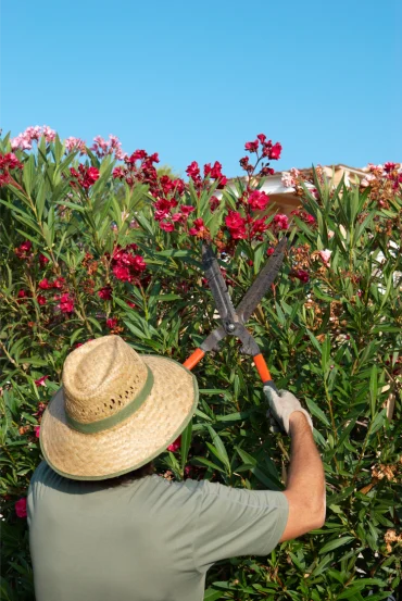 gärtner schneidet eine blühende oleanderhecke mit einer gartenschere zurück