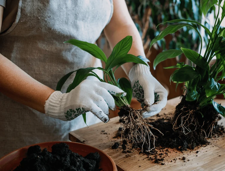 gärtnerin führt eine kontrolle der pflanzenwurzel von zimmerpflanzen bei einer überdüngung durch