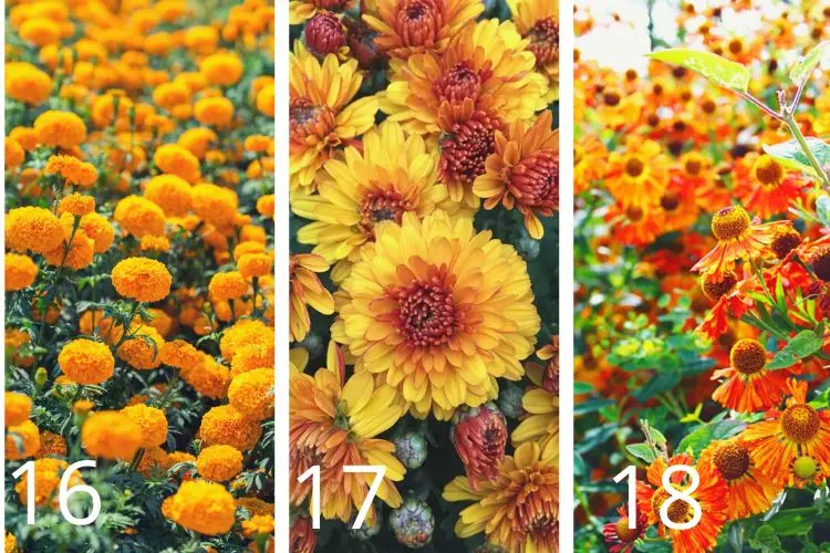 gelbe Blumen für Herbstgarten pflanzen Ideen