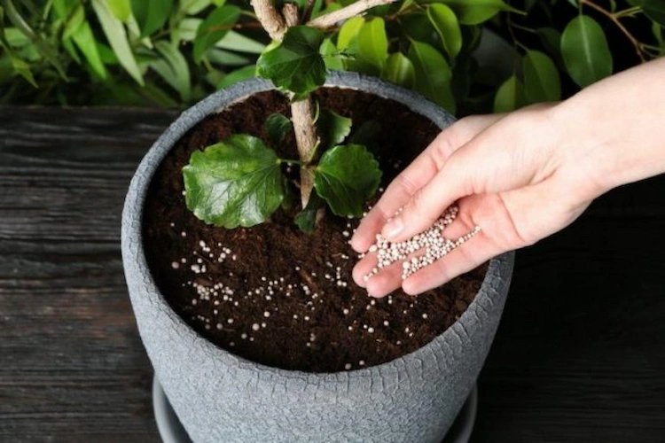 granulat düngemitte auf die bodenoberfläche einer zimmerpflanze im topf verteilen und sie gedeihen lassen