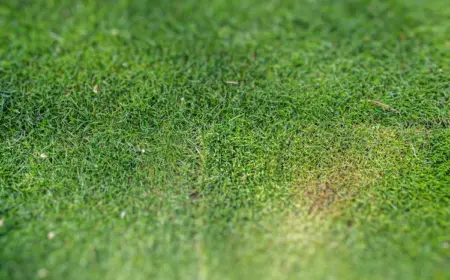 häufig auftauchende gelbe flecken im rasen durch fehler bei rasenpflege