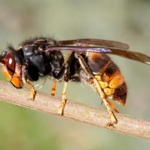 hornisse bauen ihre neste in höheren gebieten sowie in hohlen bäumen und bei hornissenstich was tun