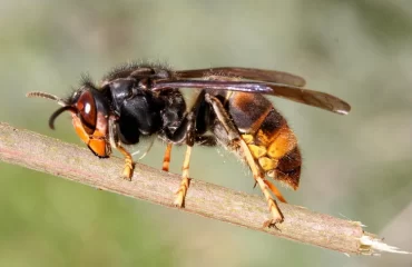 hornisse bauen ihre neste in höheren gebieten sowie in hohlen bäumen und bei hornissenstich was tun