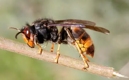 hornisse bauen ihre neste in höheren gebieten sowie in hohlen bäumen und bei hornissenstich was tun