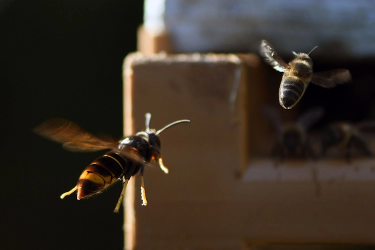 hornisse verfolgt eine honigbiene in der luft und kann bei einer ganzen kolonie große schäden anrichtigen