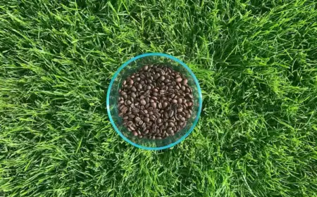 kaffeebohnen in einer schüssel auf der rasenfläche eines gartens im sommer von der sonne verstrahlt