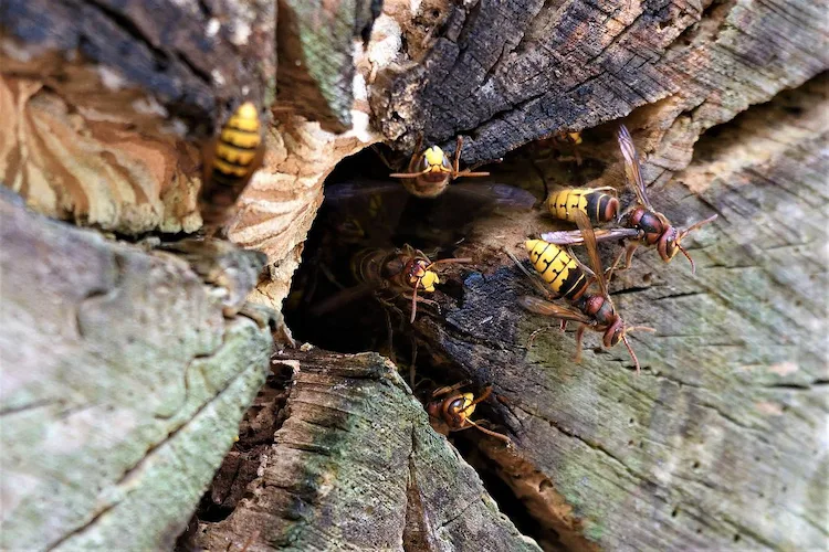 mehrere hornissen versammeln sich um ihr nest in einem baum beim verteidigen ihrer kolonie