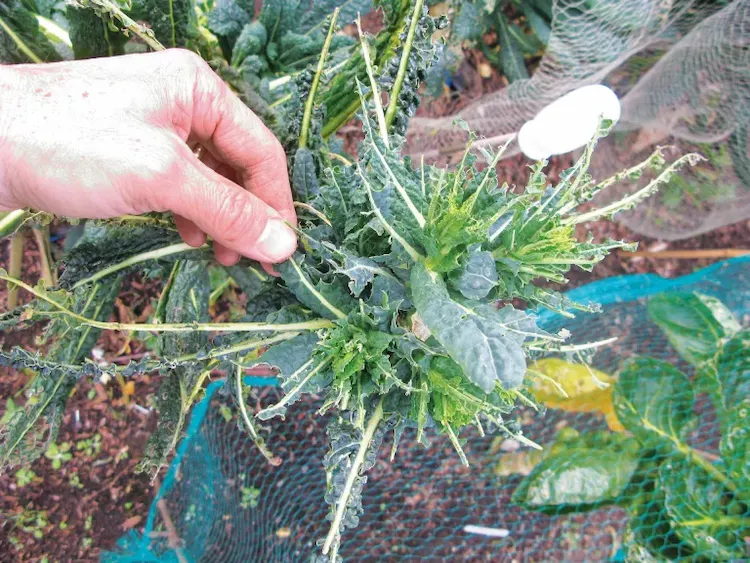 mit netzen bedeckte grünkohlpflanzen vor schädlingen und krankheiten schützen