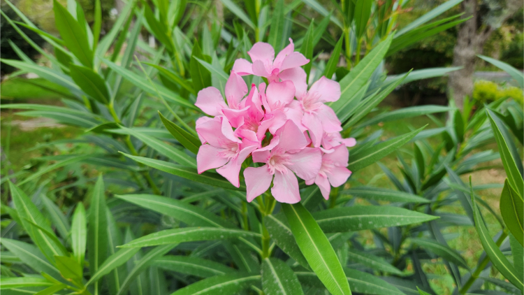 rosa blühender oleander