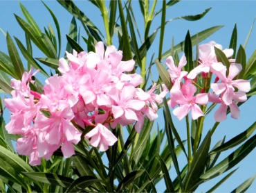 rosa oleanderblüten