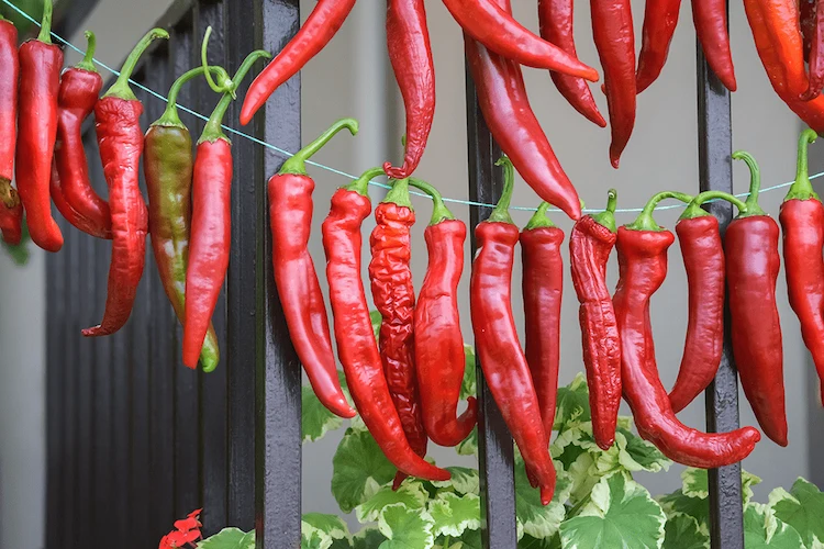 rote paprika und chilischoten trocknen an der luft im freien auf einem balkon oder im garten möglich
