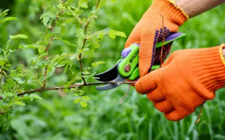 saisonale pflanzenpflege durch beschneiden fördert das wachstum